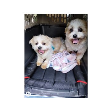 Two fluffy dogs sitting in a crate.