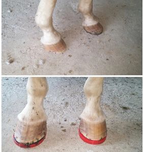 Ivory's hooves before and after being shod with composite shoes