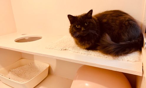 a happy boarding cat