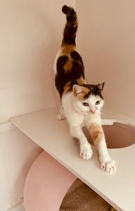 This gorgeous cat is one of our many happy borders