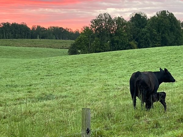 A cow and calf in a green field at sunset.