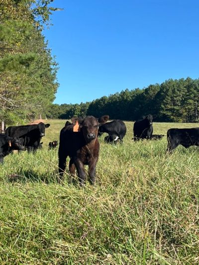 Black calves and cows graze in a sunny green field.