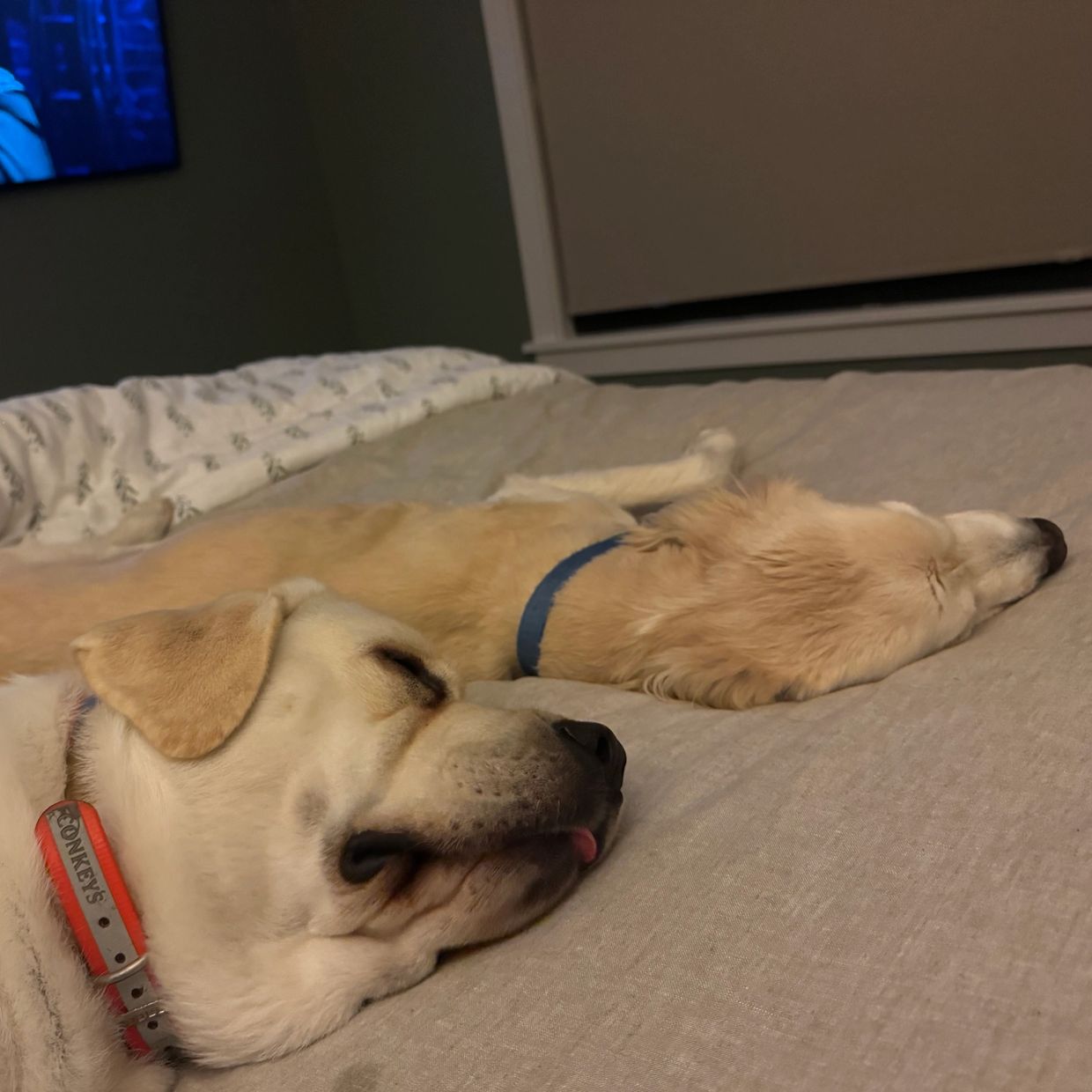 When you ask your client, “where do the dogs sleep” and she laughs and says “with you”. Mission acco