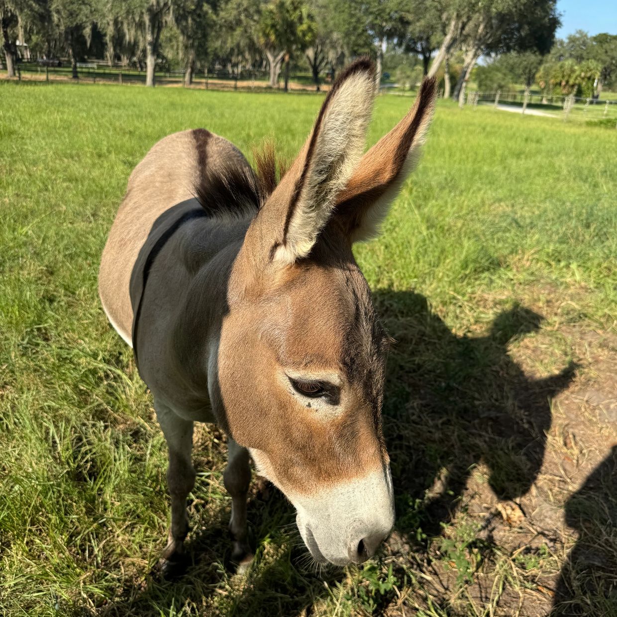 Dinky the mini donkey loves his cookies!