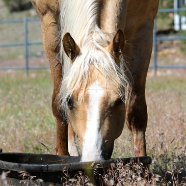 Colt, Foal, Horse, Palomino, Hickory Holly Time, Stewart Ranch, Cave Creek, AZ, Flagstaff, Arizona, Horse Boarding