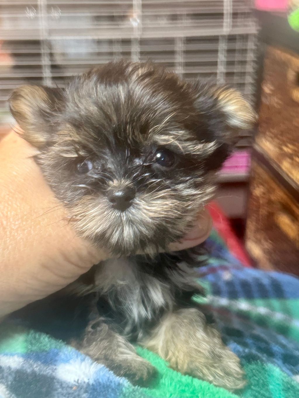 Close-up of a tiny, fluffy puppy with dark fur and bright eyes.