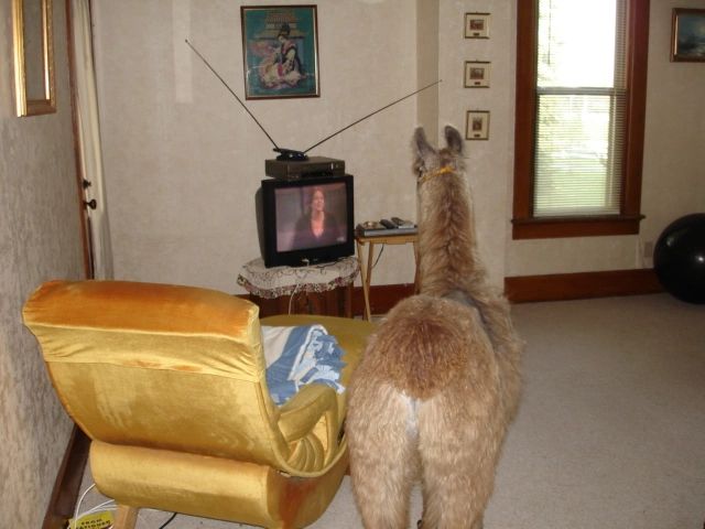 Sir_Lancelot_watching_TV.jpg