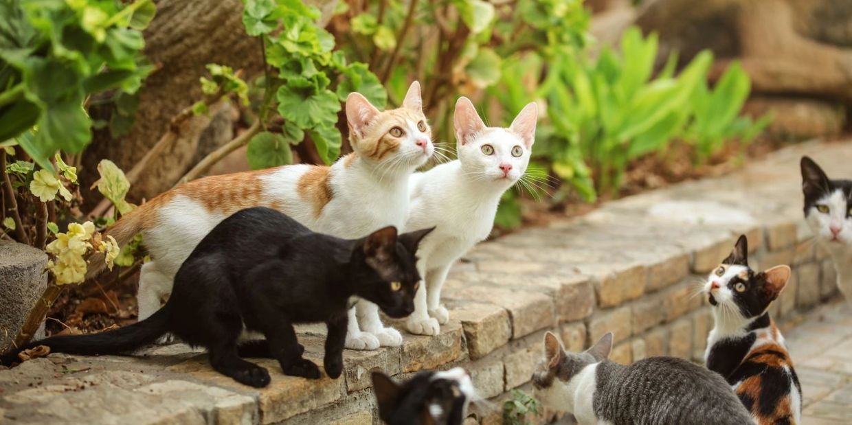 Group of healthy outdoor community cats, multiple color coats