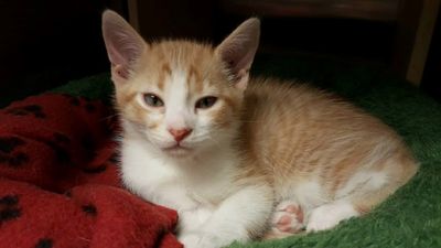 Orange tabby with white chest lying on blankets, one green and the other red with black pet paws.
