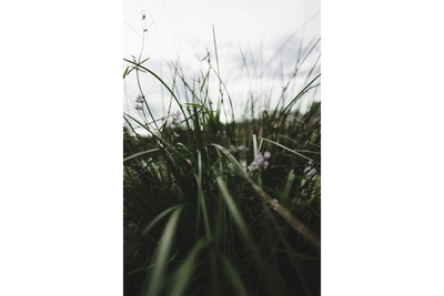 Grass, Erosion control