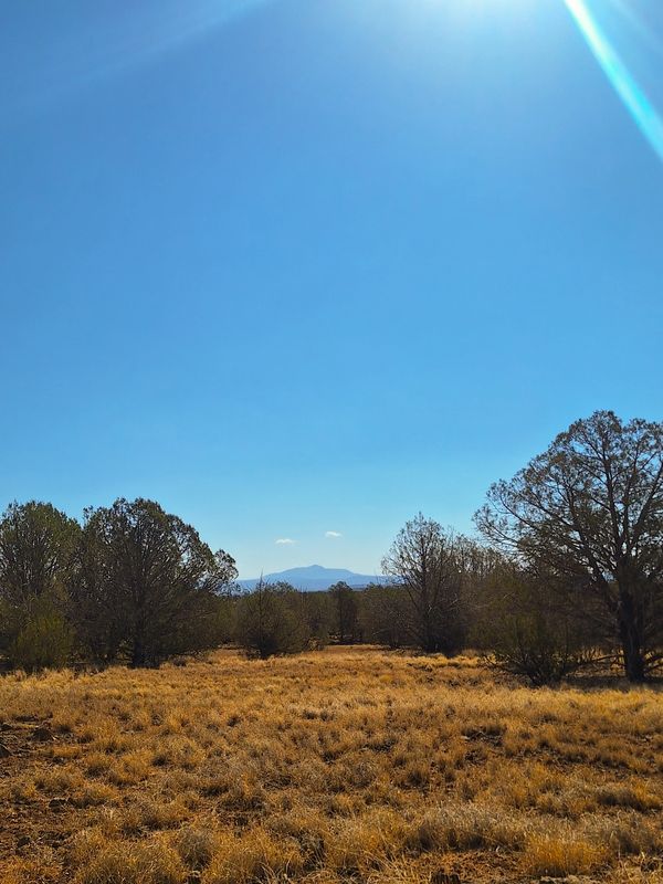 Sunny landscape with dry grass and distant mountains under a clear blue sky.