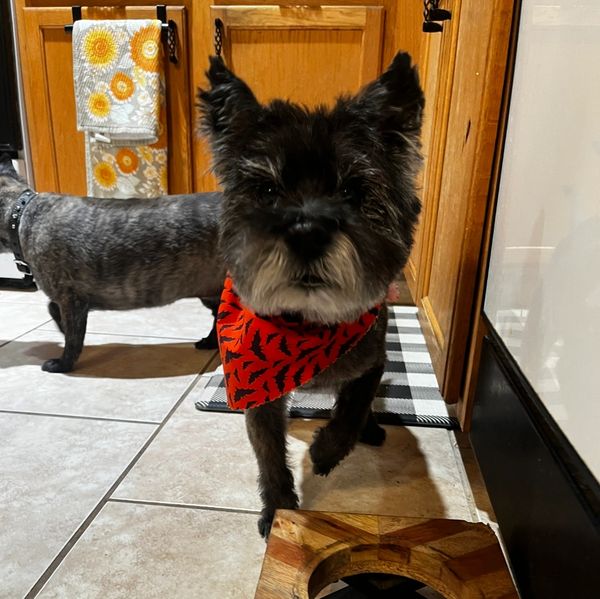 Black dog with red bandana in kitchen.