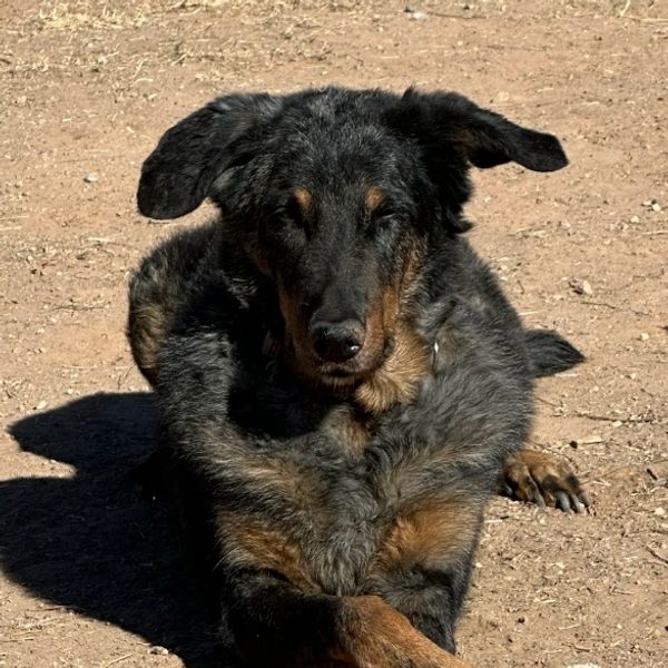 Large black and brown dog lying on dirt ground.