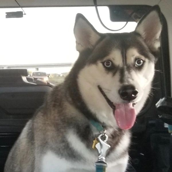 Happy husky with tongue out inside a vehicle.