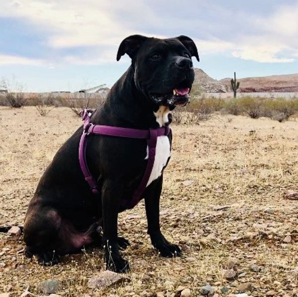 Black dog sitting outdoors wearing a purple harness.