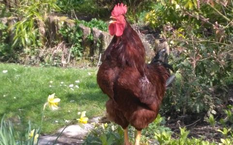 Get away to our romantic holiday cottages in lakeside and woodland settings in Powys, Mid Wales