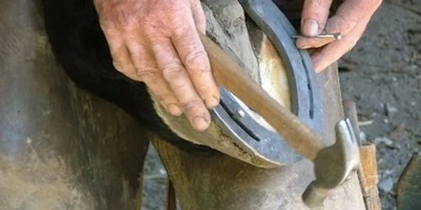 A farrier inspecting a horseshoe