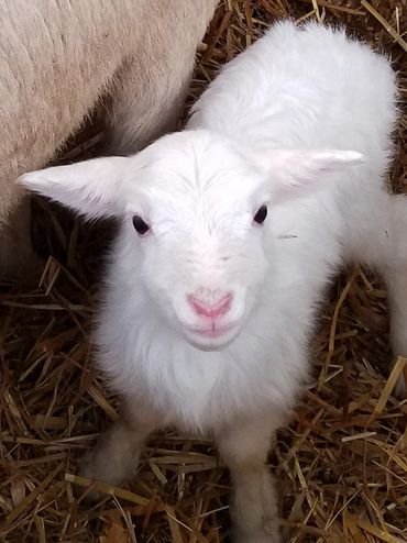 A ewe sheep with her lamb.