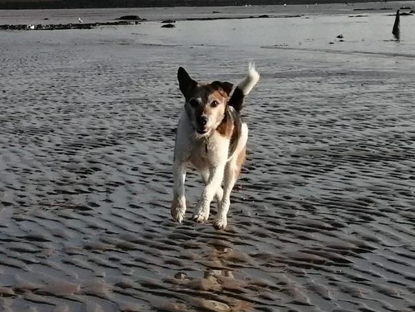 Dog running on beach during dog walking service.