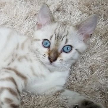 Blue Eyed Seal Lynx Point Snow Bengal Kitten on Cream Furry Rug