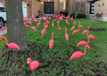 Party equipment rental of plastic pink flamingos on a lawn