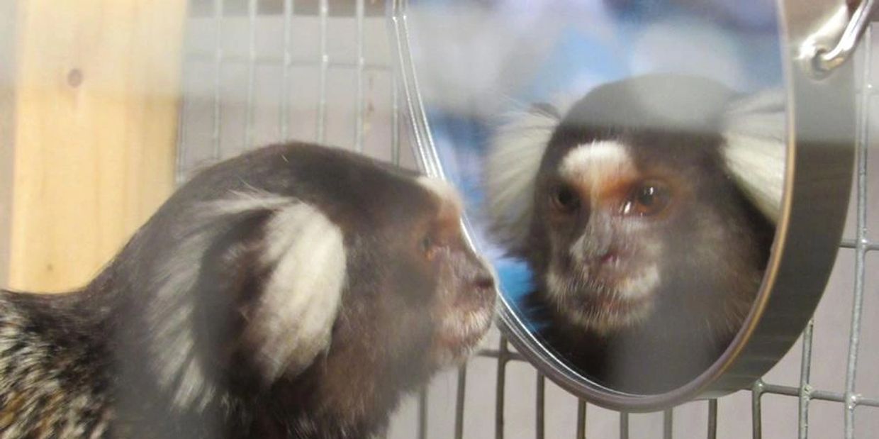 baby marmoset for sale, finger monkey, marmoset for sale, monkey, monkey for sale, monkey breeder