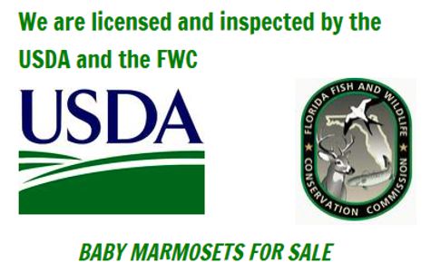 baby marmoset for sale, finger monkey, marmoset for sale, monkey, monkey for sale, monkey breeder