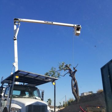 Emergency tree removal Lakeside Crane
