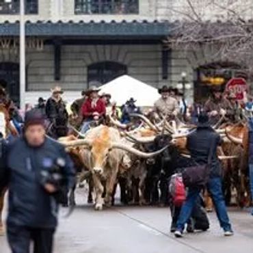 A herd of cattle with long horns moving through a street with police presence.