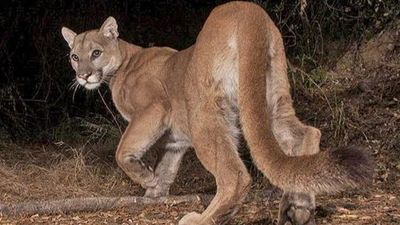 Mountain Lion in forest