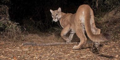 Mountain Lion