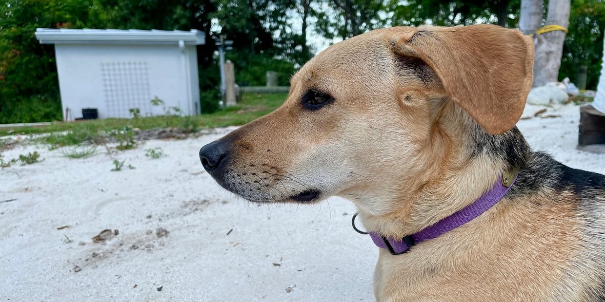 Local Bahamian dog with a watchful expression.