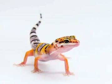 A colorful leopard gecko on a white background.