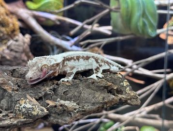 A gecko resting on a piece of bark in a terrarium.