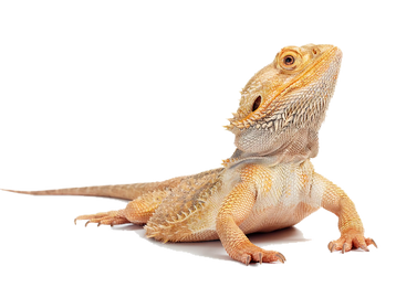 A bearded dragon lizard with textured skin and alert eyes.