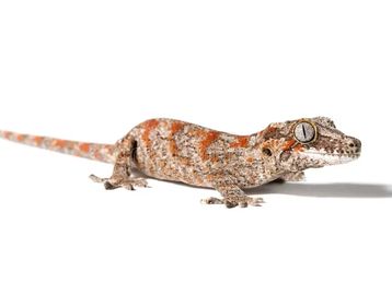 A colorful gecko with orange and gray patterns on a white background.