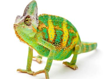 A green and yellow chameleon on a white background.