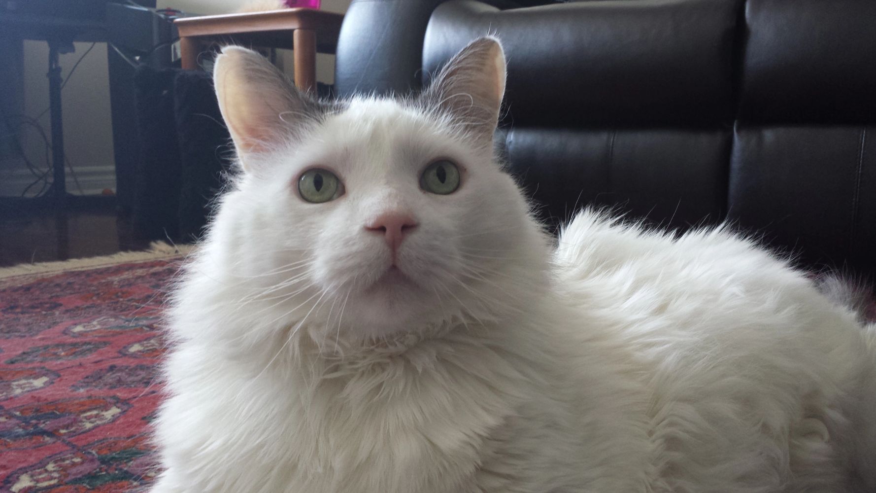 Ottawa Catsitting in your home