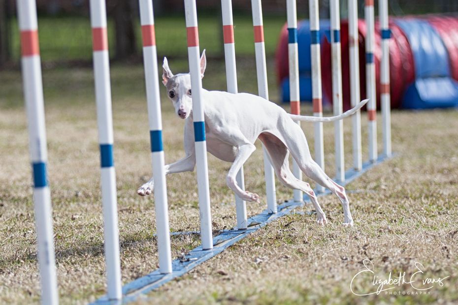 Dogs' agility Weaving