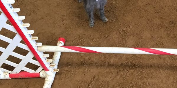 Dog Agility