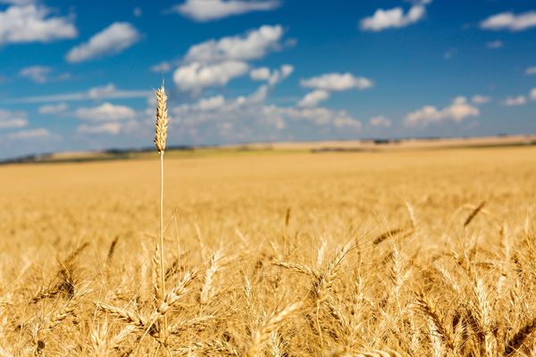 Bacque 40 Communications