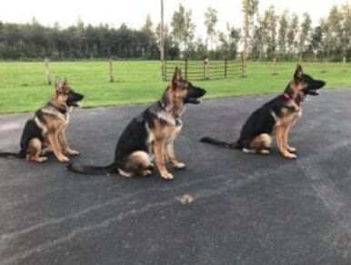 3 female German Shepherd dogs in yard