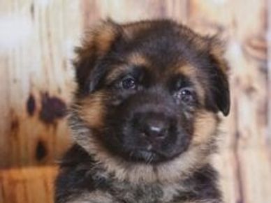 6 week old German Shepherd puppy