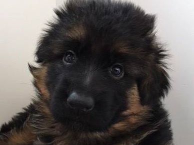 7 week old German Shepherd puppy