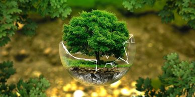 A tree inside a cracked glass sphere surrounded by green leaves.