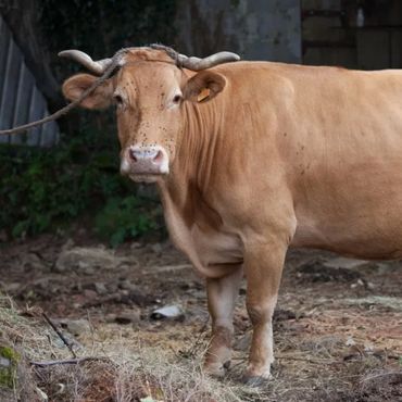 A brown cow with curved horns standing on a farm.