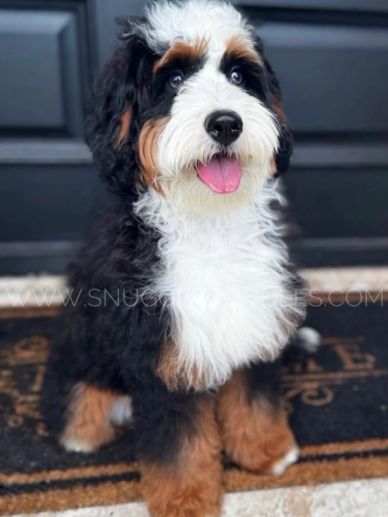 A fluffy Bernedoodle puppy sitting with its tongue out in front of a door.
