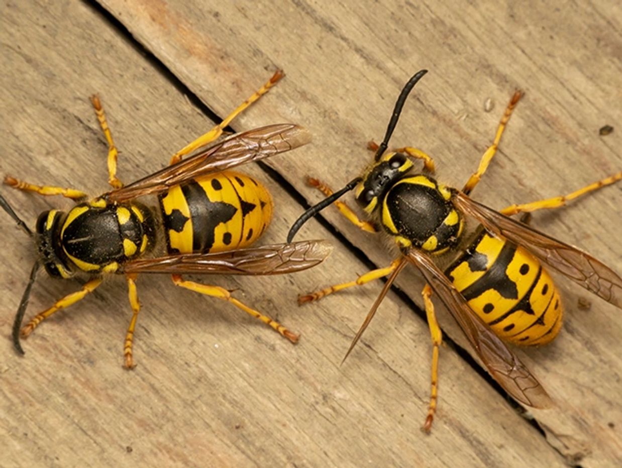 Wasps, yellow jacket, hornet control