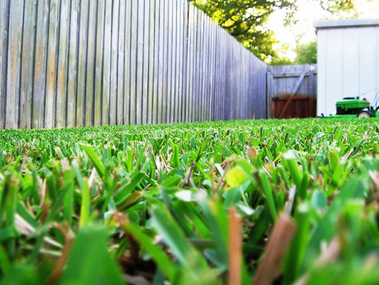 Inviting lawn that is pest and gnat free