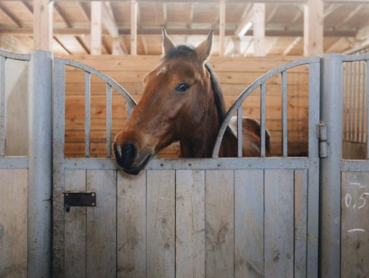 Treatment for flies and other flying insects in barns for horses
